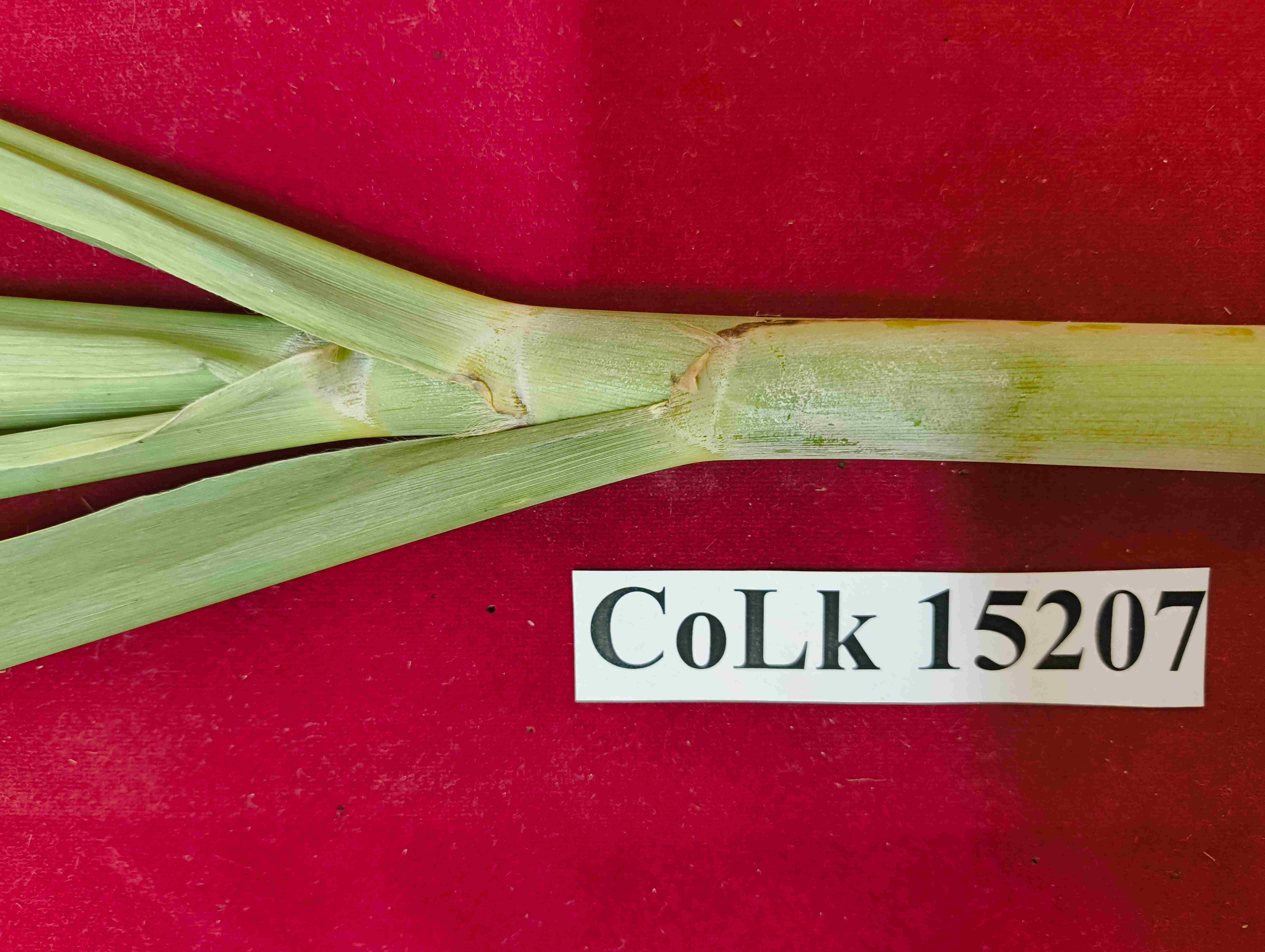 CoLk 15207