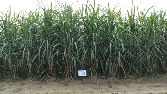 CoLK 21201-2