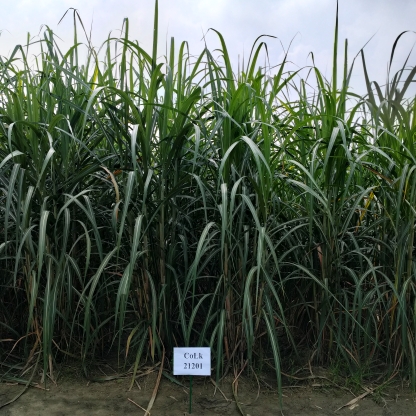 CoLk 21201-3