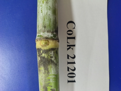 CoLk 21201-5