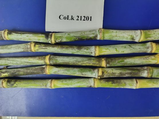 CoLk 21201-7
